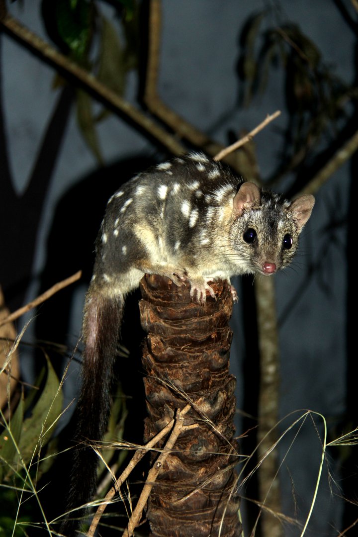 northern quoll (Dasyurus hallucatus)