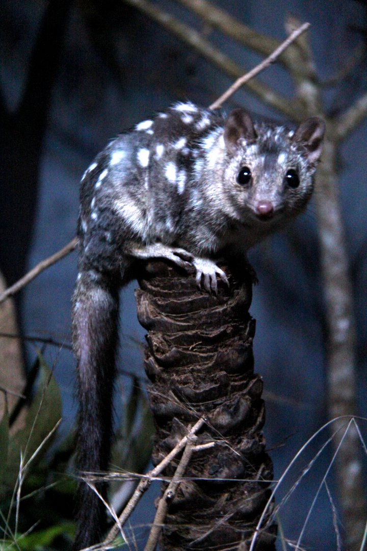northern quoll (Dasyurus hallucatus)