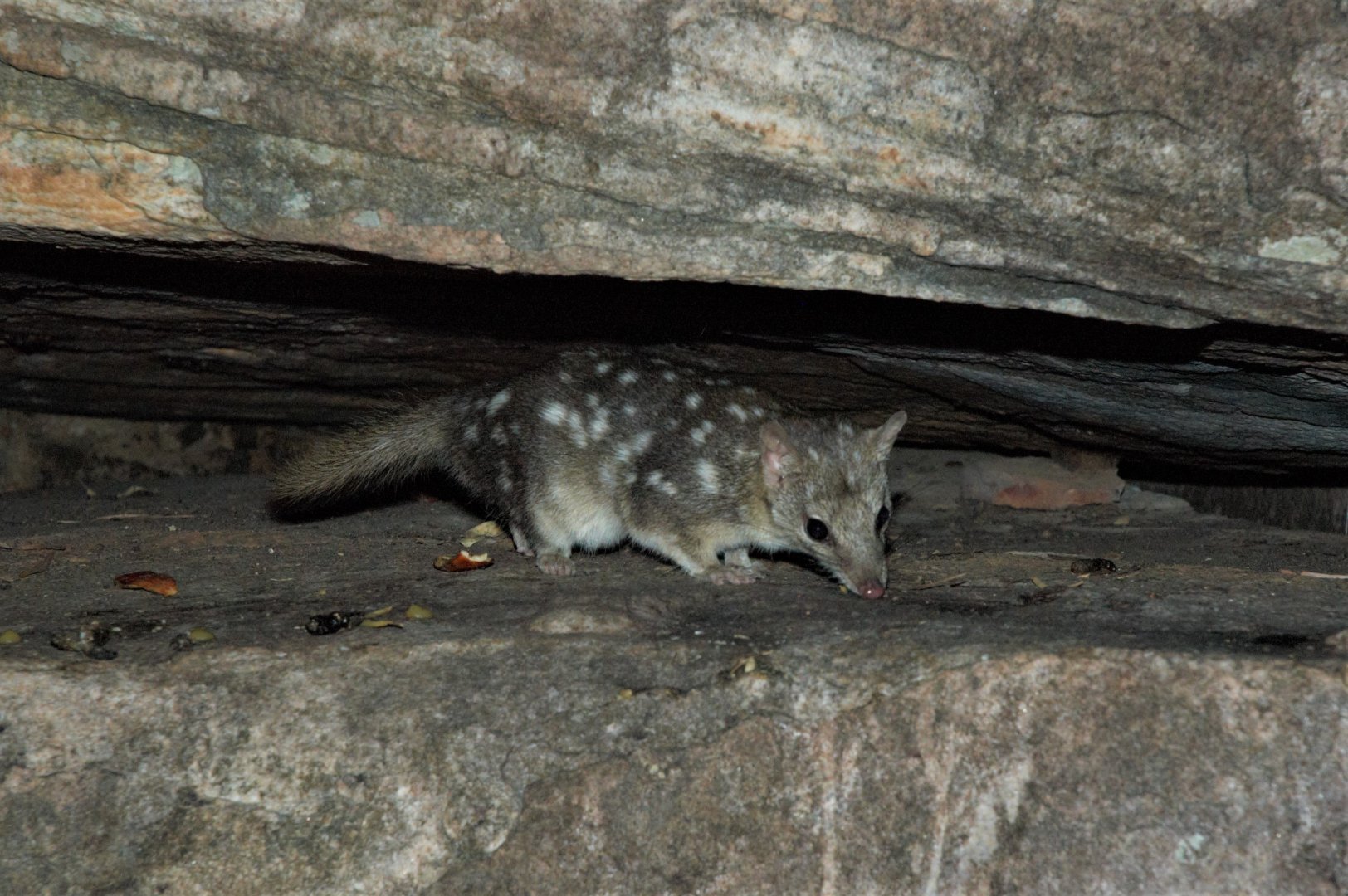 Northern Quoll (Dasyurus hallucatus)