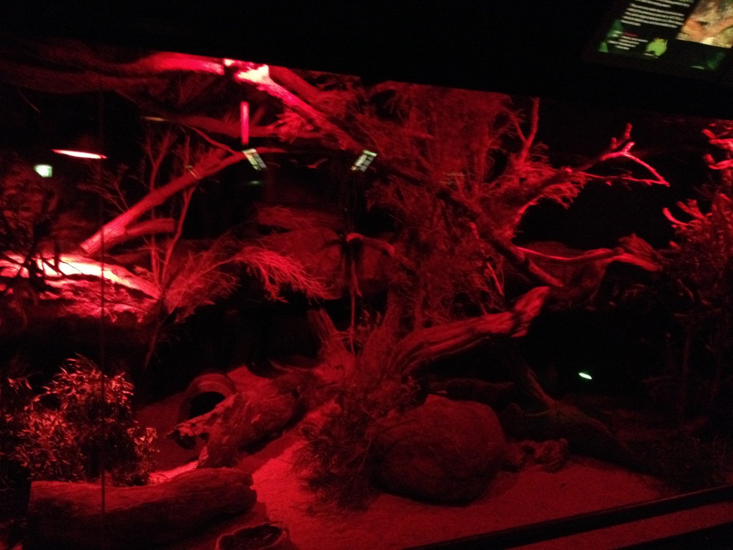 Northern Quoll enclosure