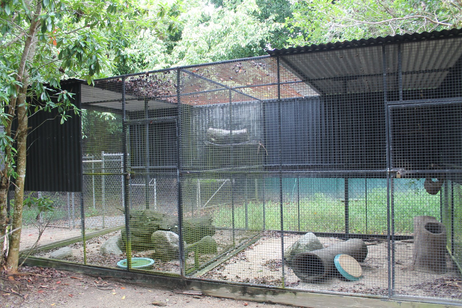 Northern Quoll enclosure