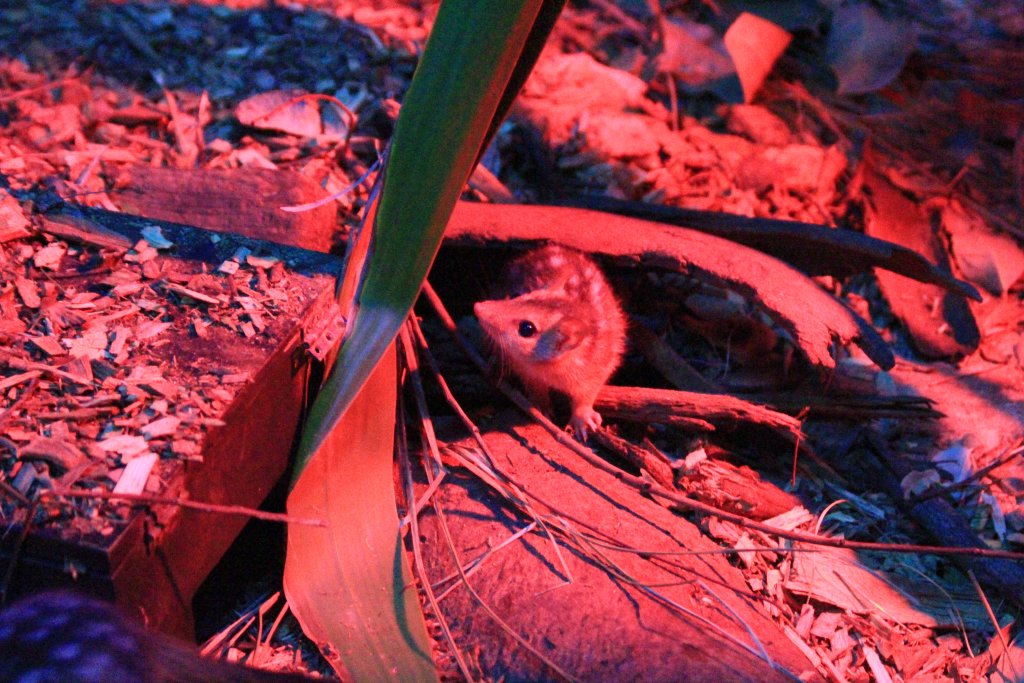 Northern Quoll juvenile