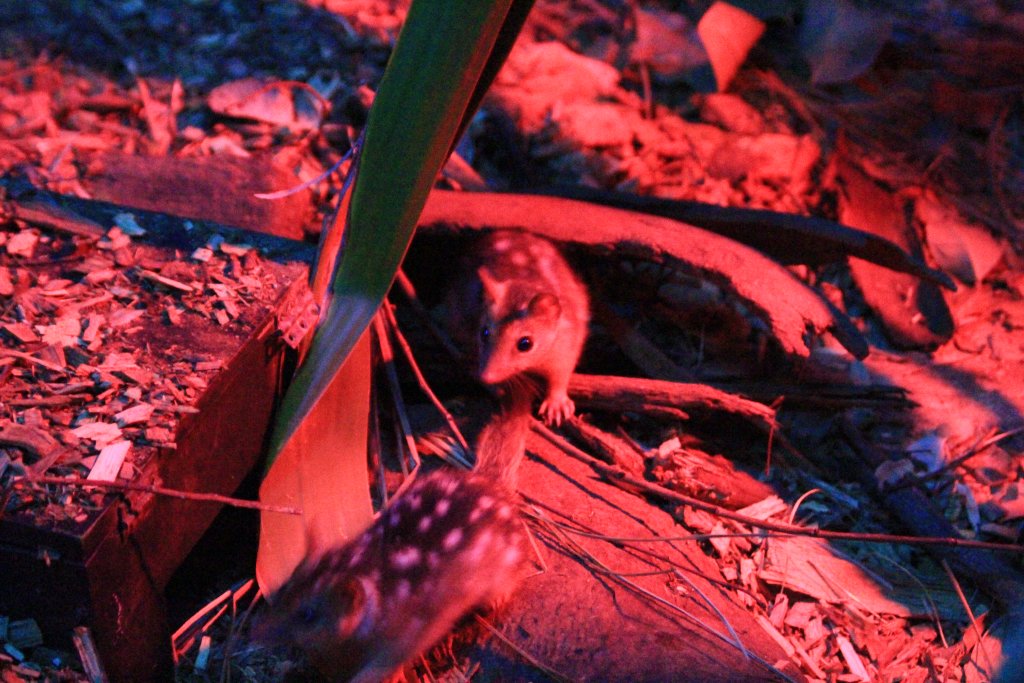 Northern Quoll juveniles
