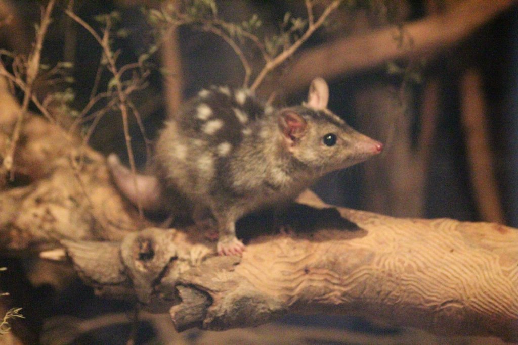 Northern Quoll