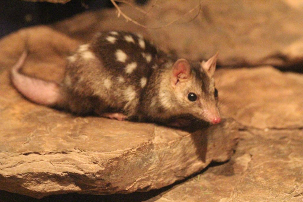 Northern Quoll