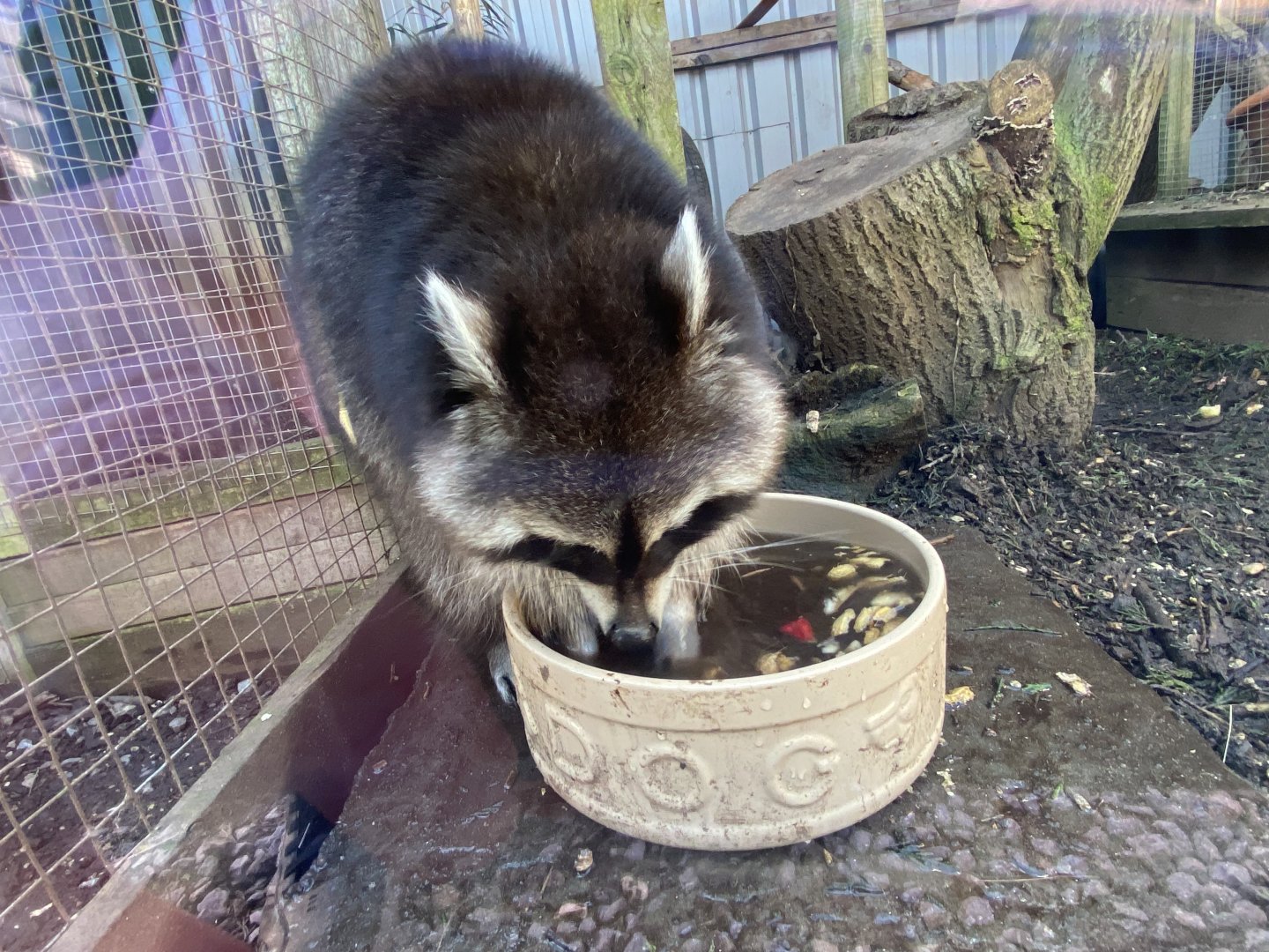 Northern raccoon 020325
