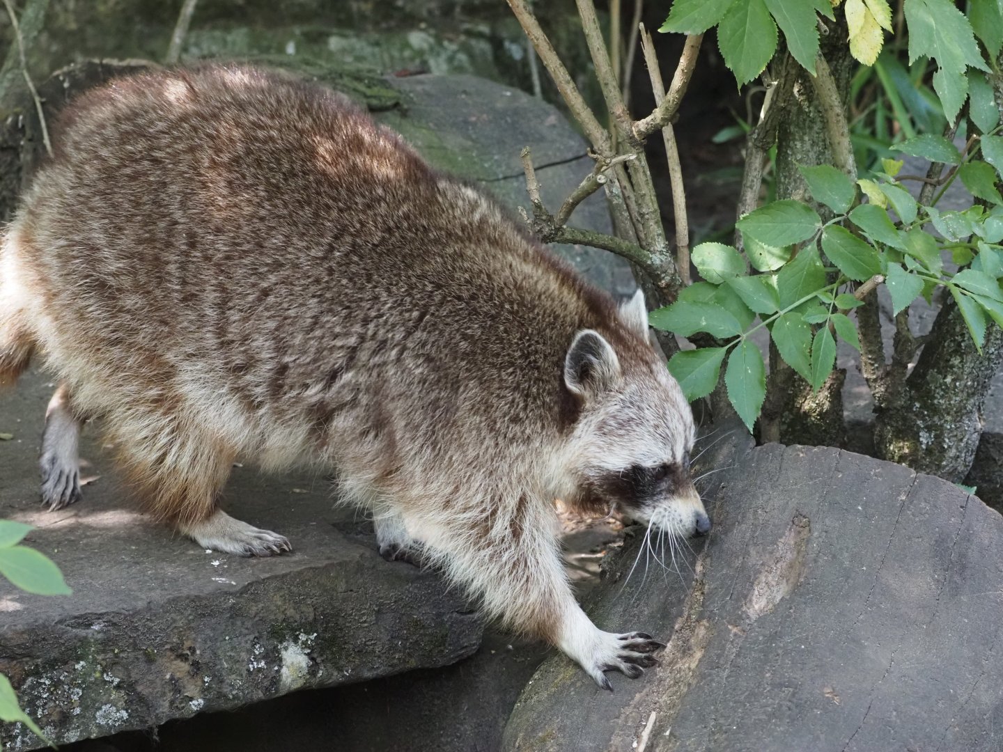 Northern Raccoon 1