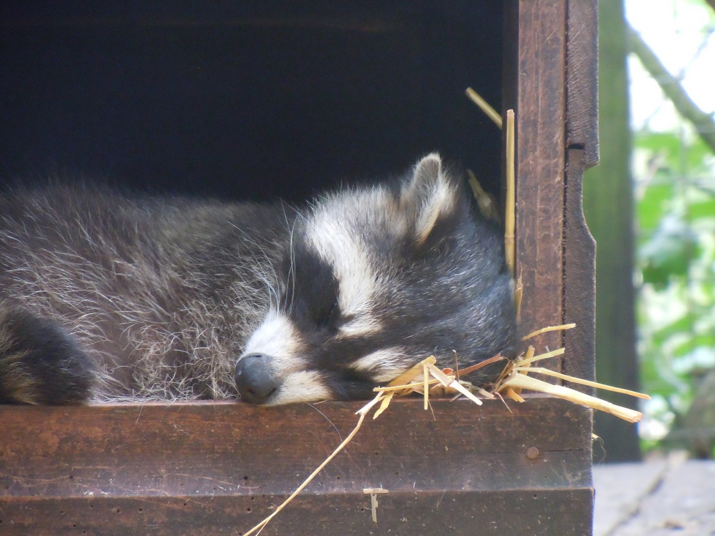 Northern raccoon 100920