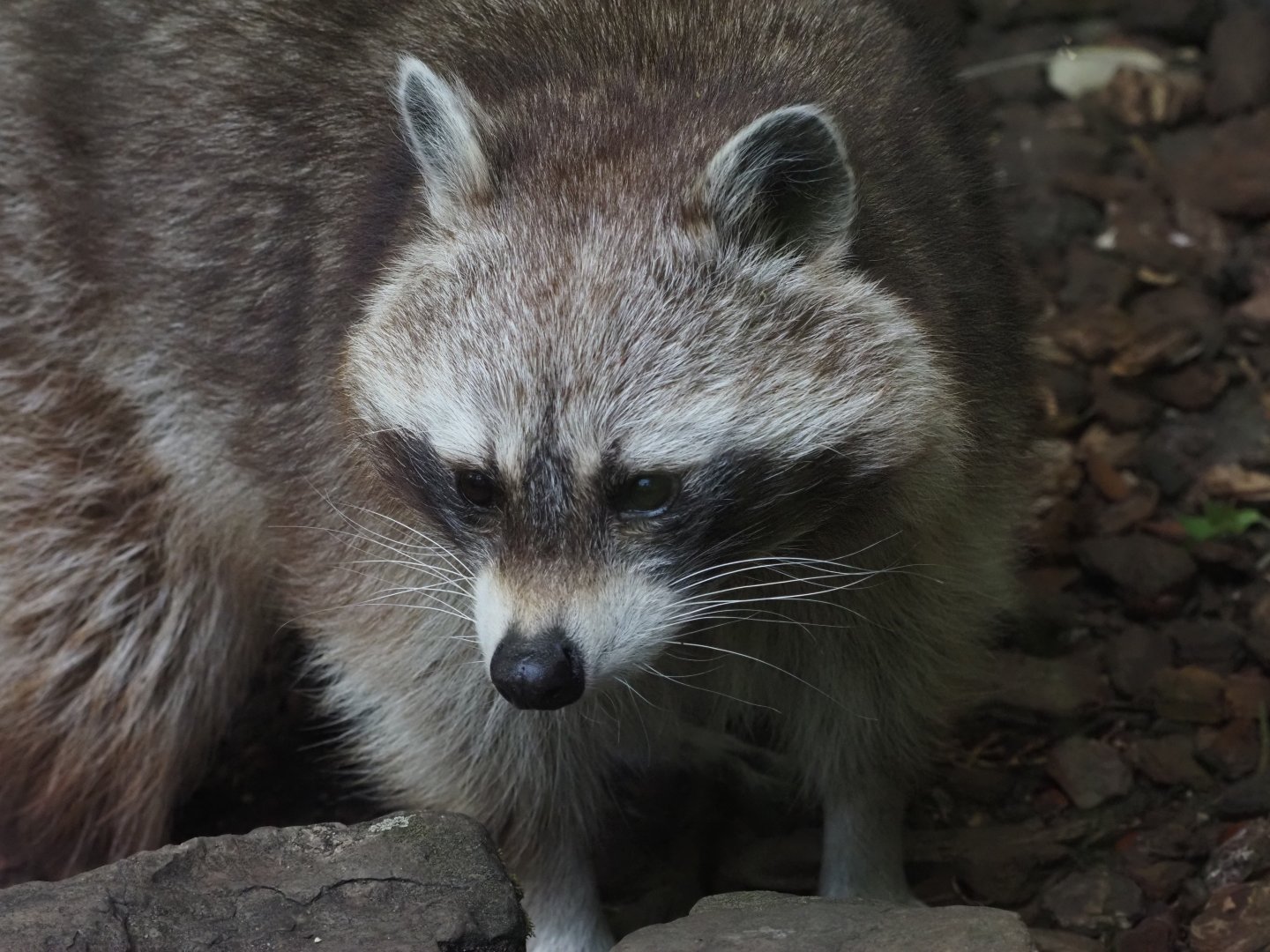 Northern Raccoon 2