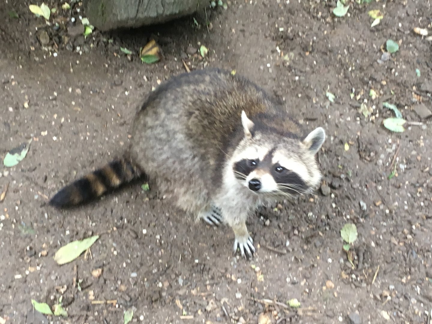 Northern raccoon 300617