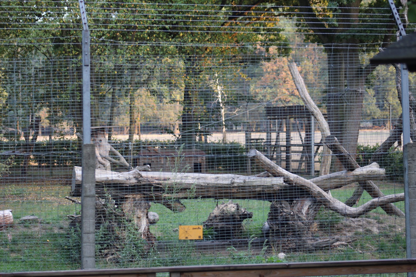 Northern Raccoon & American Mink Enclosure