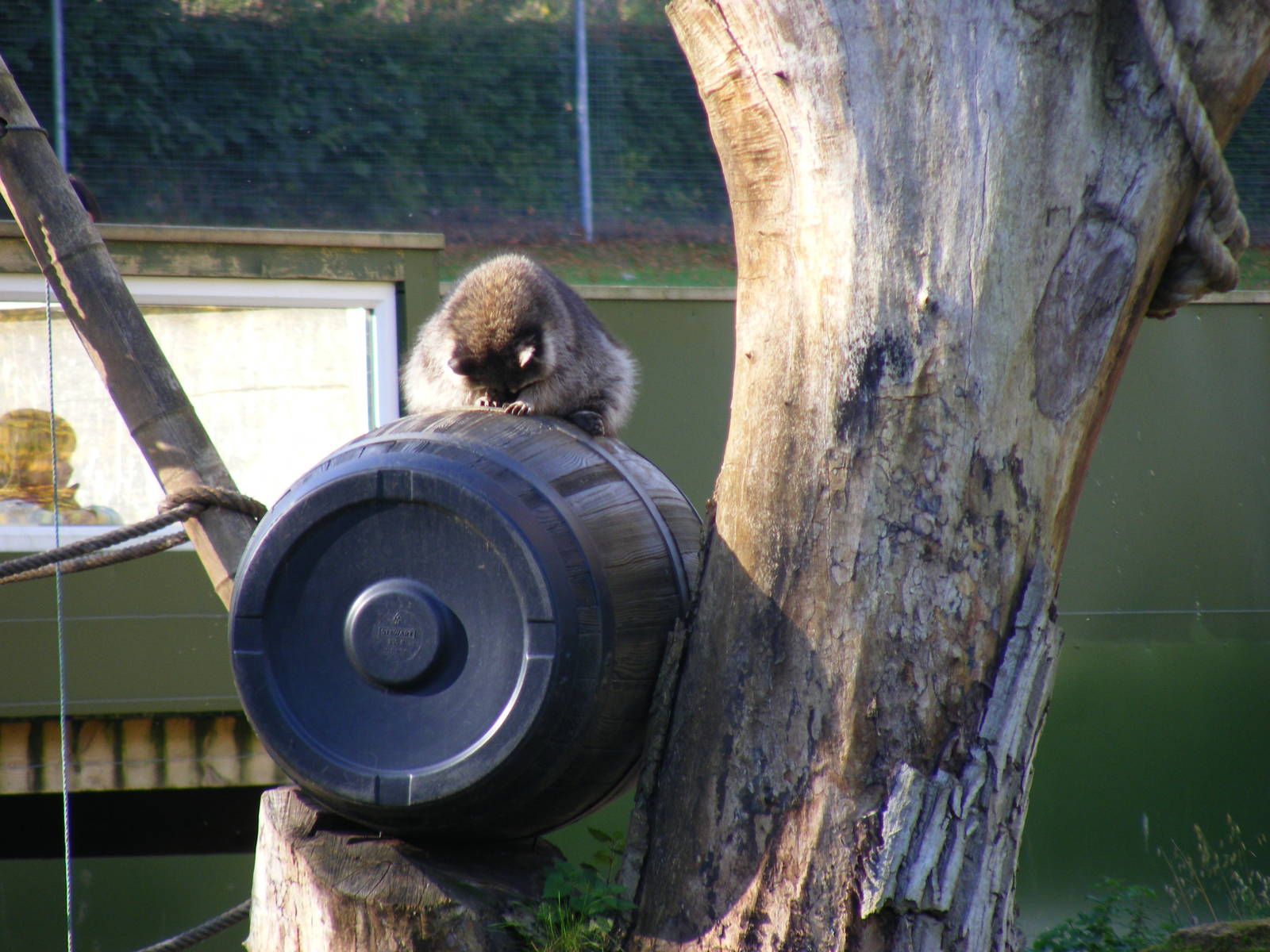 Northern raccoon at Beale Park, 24 October 2010