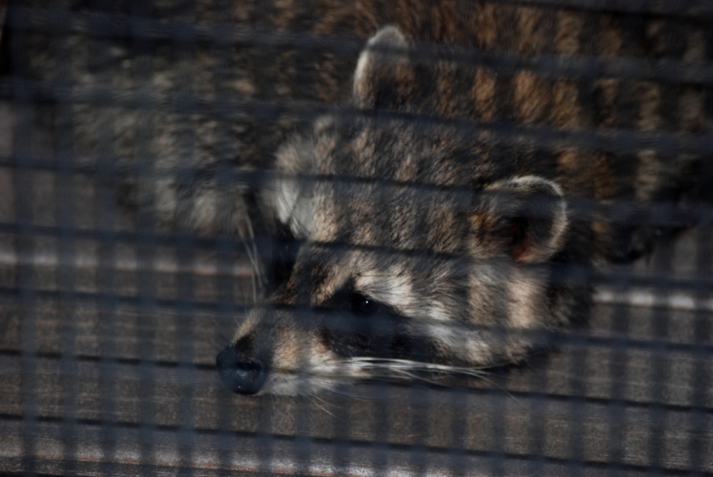 Northern Raccoon at Busch Wildlife Sanctuary, 14/10/13