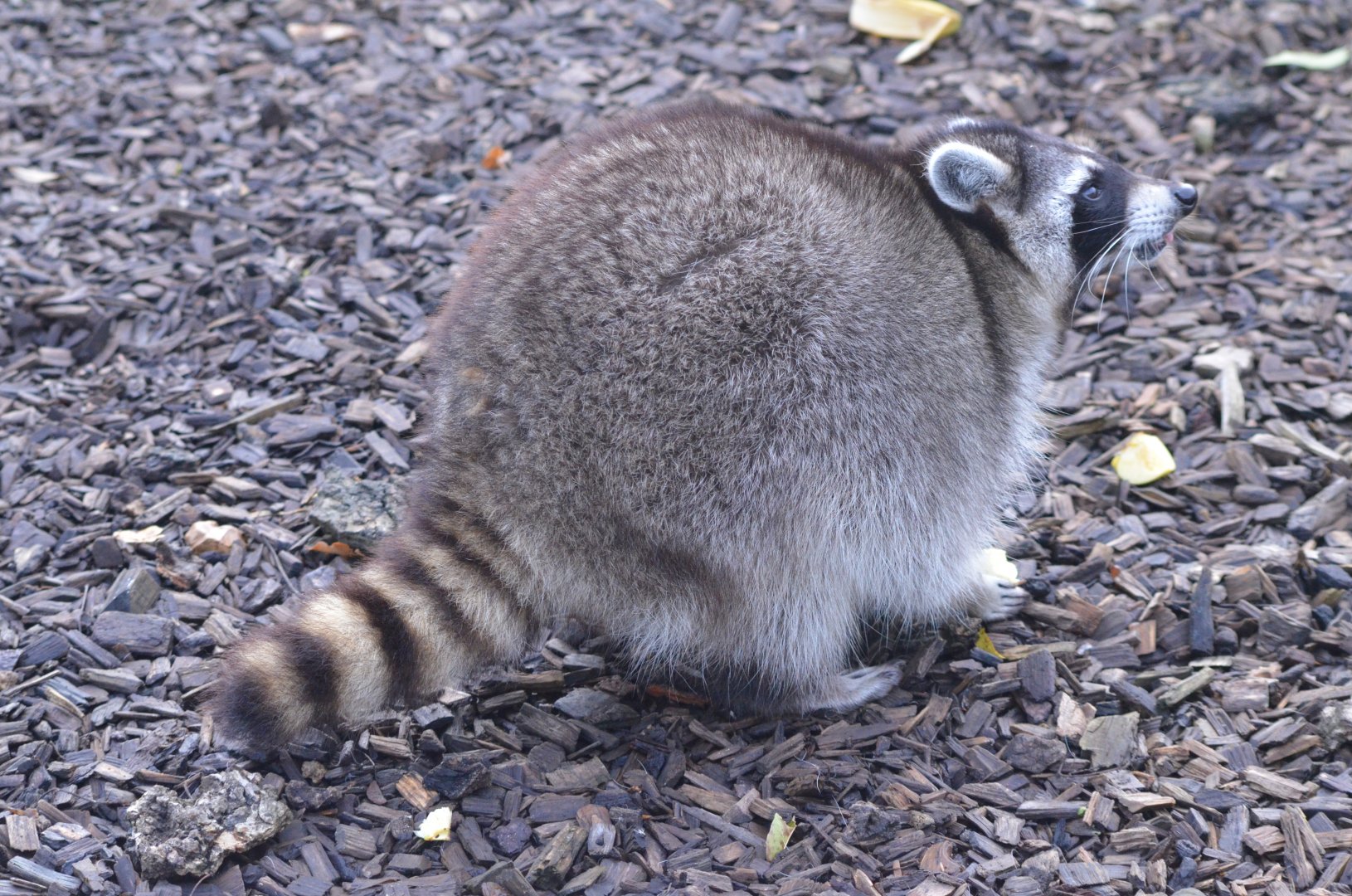 Northern Raccoon at Hamerton, 19/11/16