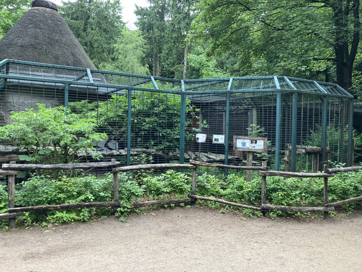 Northern raccoon cage