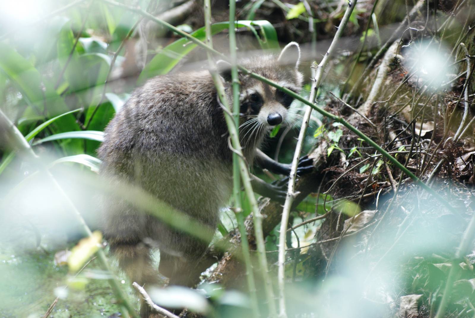 Northern Raccoon, Corkscrew Swamp Sanctuary, October 2013