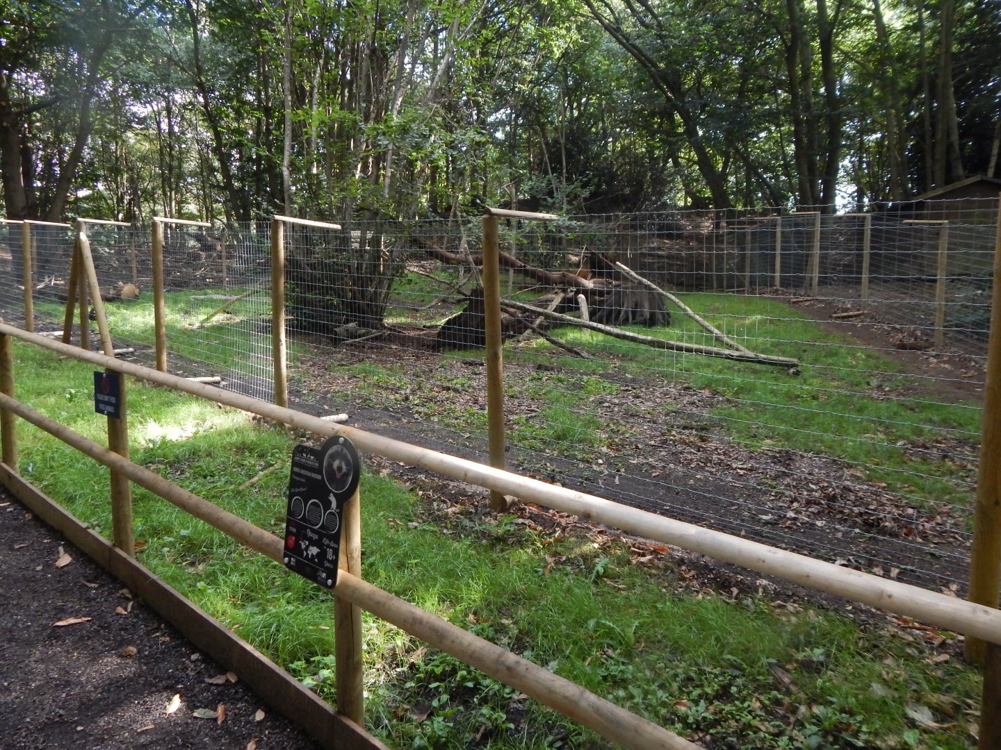 Northern raccoon enclosure 130925