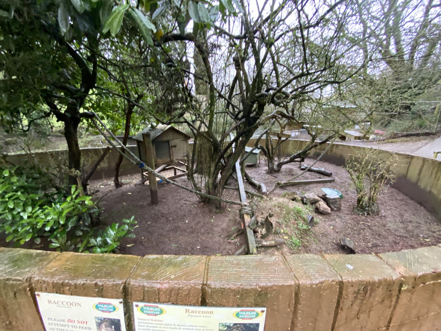 Northern raccoon enclosure 170224