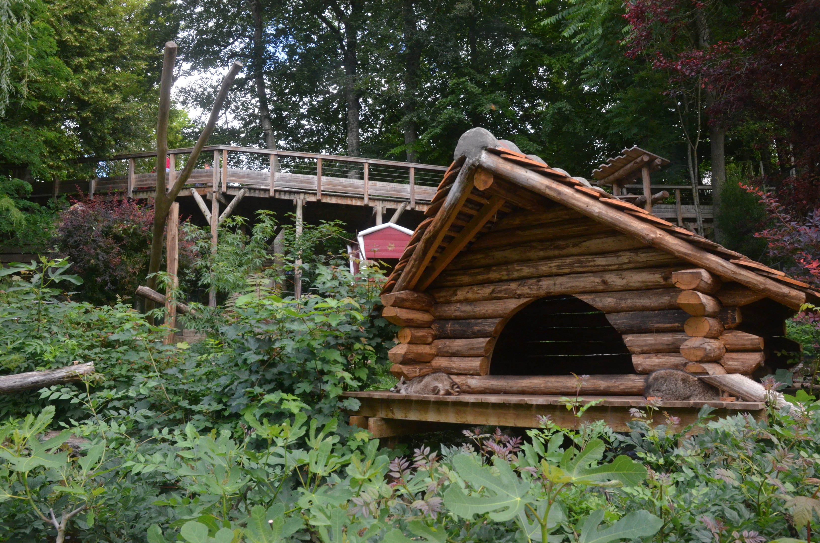 Northern Raccoon Enclosure at Beauval, 12/06/18