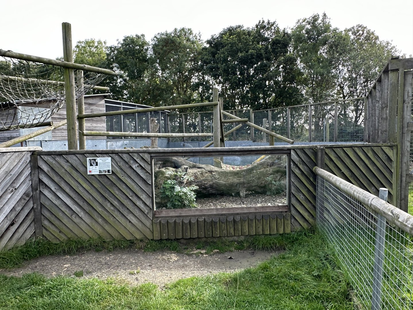 Northern Raccoon Enclosure at Hamerton Zoo Park (October 2023)