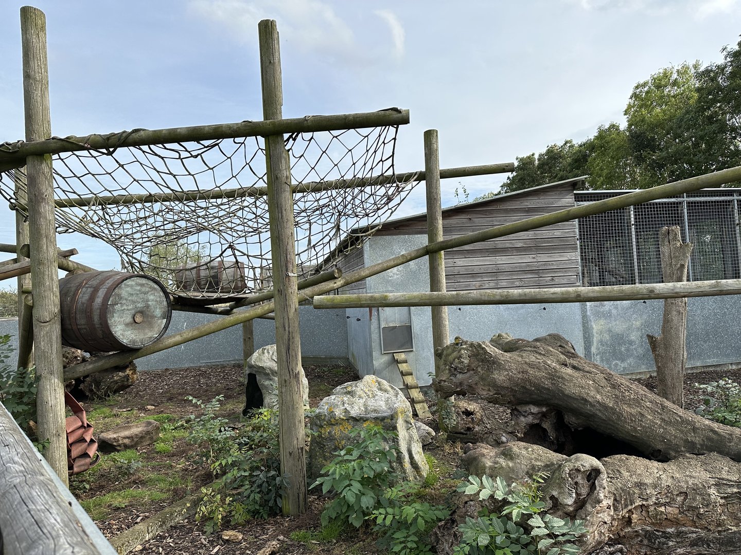 Northern Raccoon Enclosure at Hamerton Zoo Park (October 2023)
