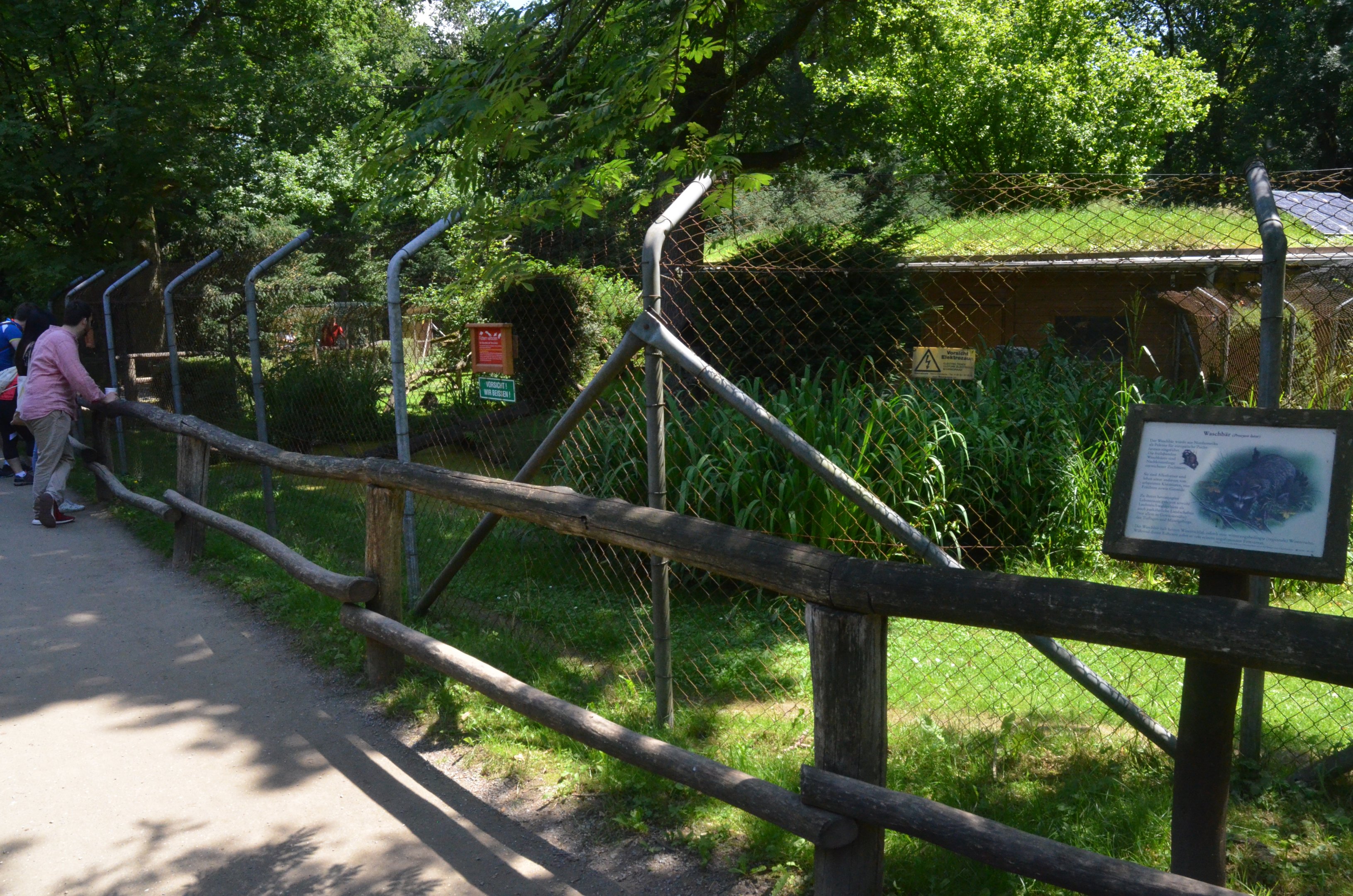 Northern Raccoon Enclosure at Wildpark Grafenberger Wald, 23/06/2019