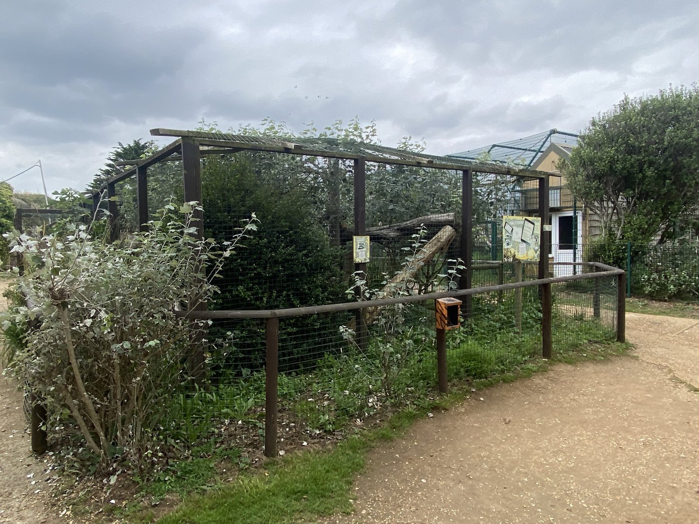 Northern raccoon exhibit 130923
