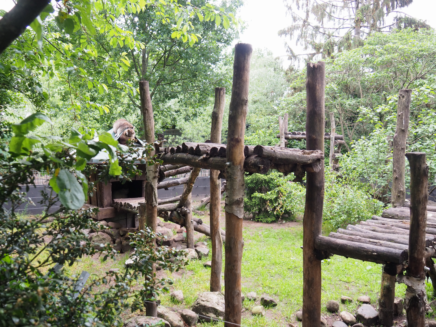 Northern raccoon exhibit, 2022-05-17