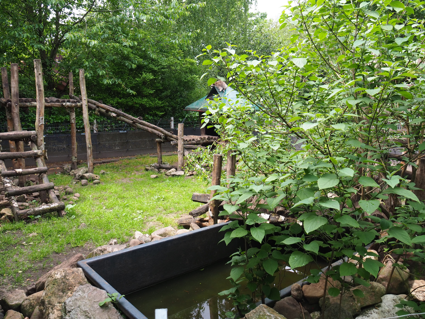 Northern raccoon exhibit, 2022-05-17