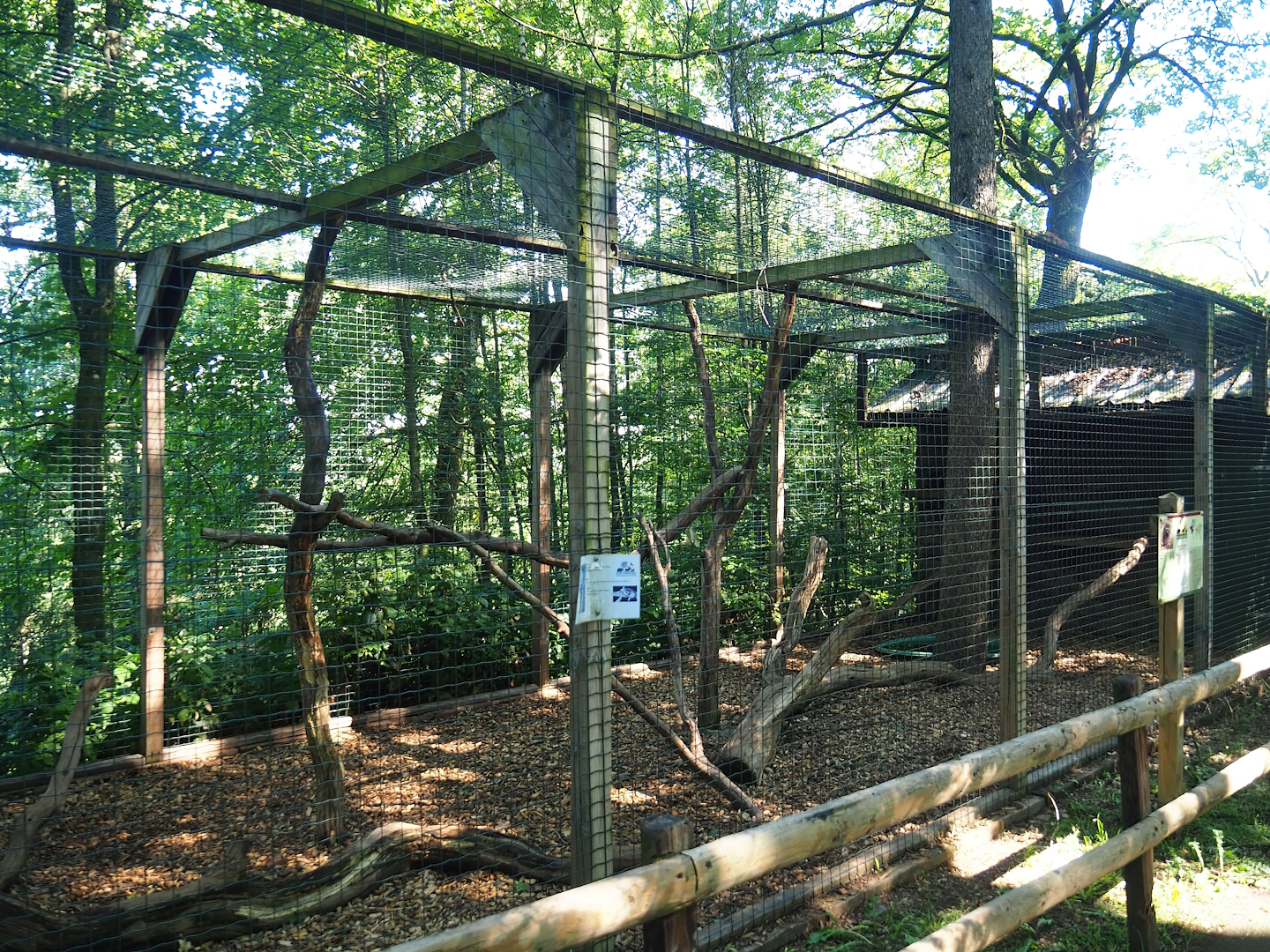 Northern raccoon exhibit, 2023-06-24