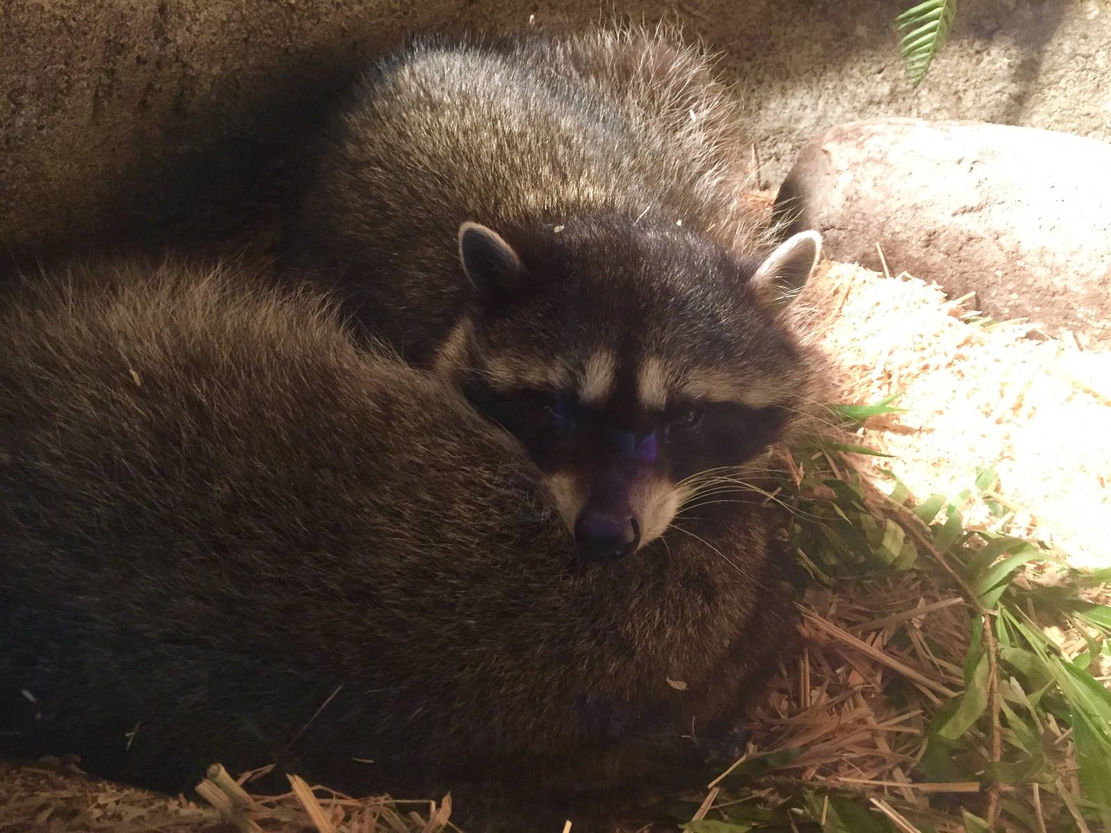 Northern Raccoon Exhibit - Den View