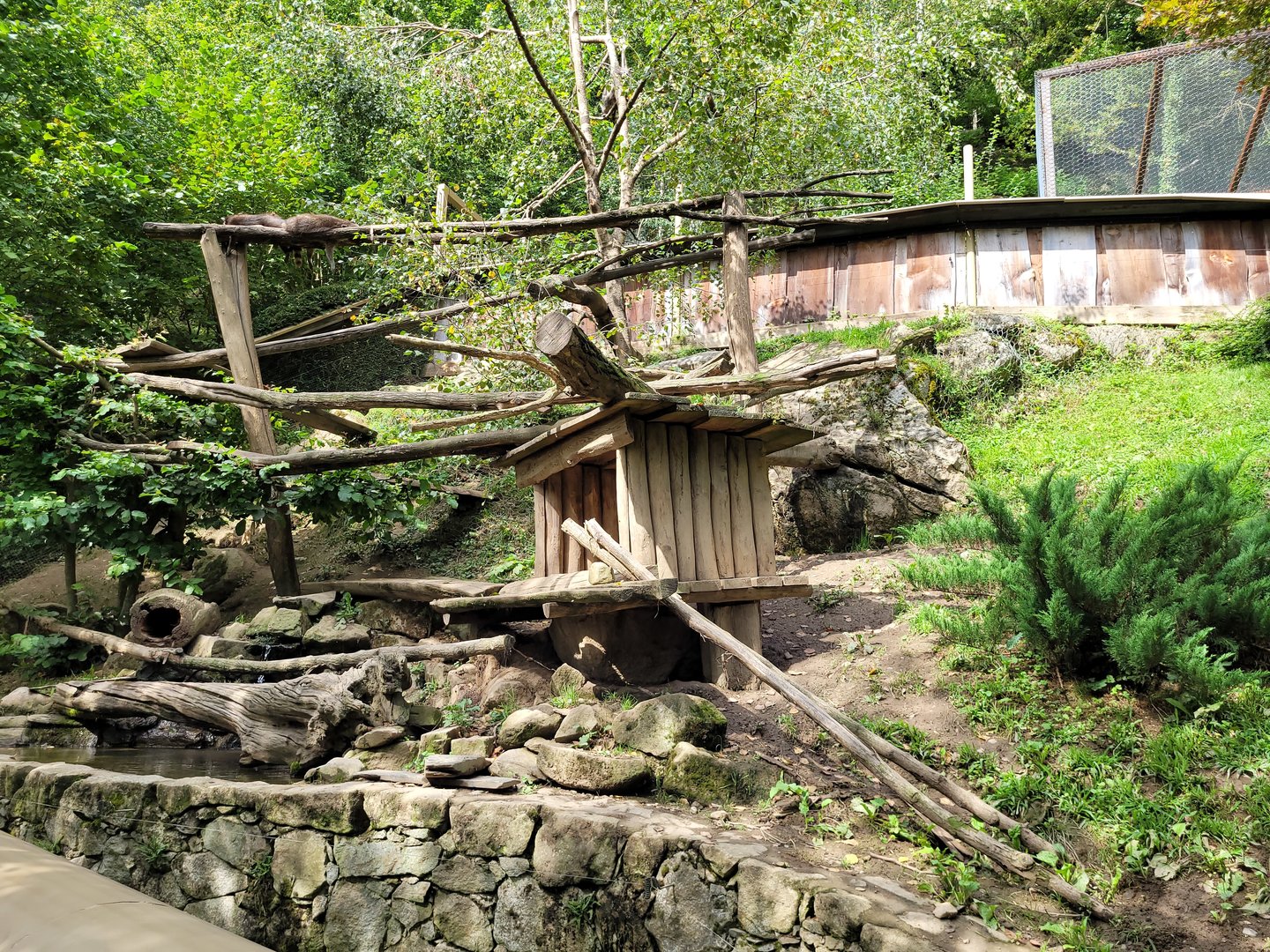 Northern raccoon exhibit -Parc Animalier des Pyrénées (2023)