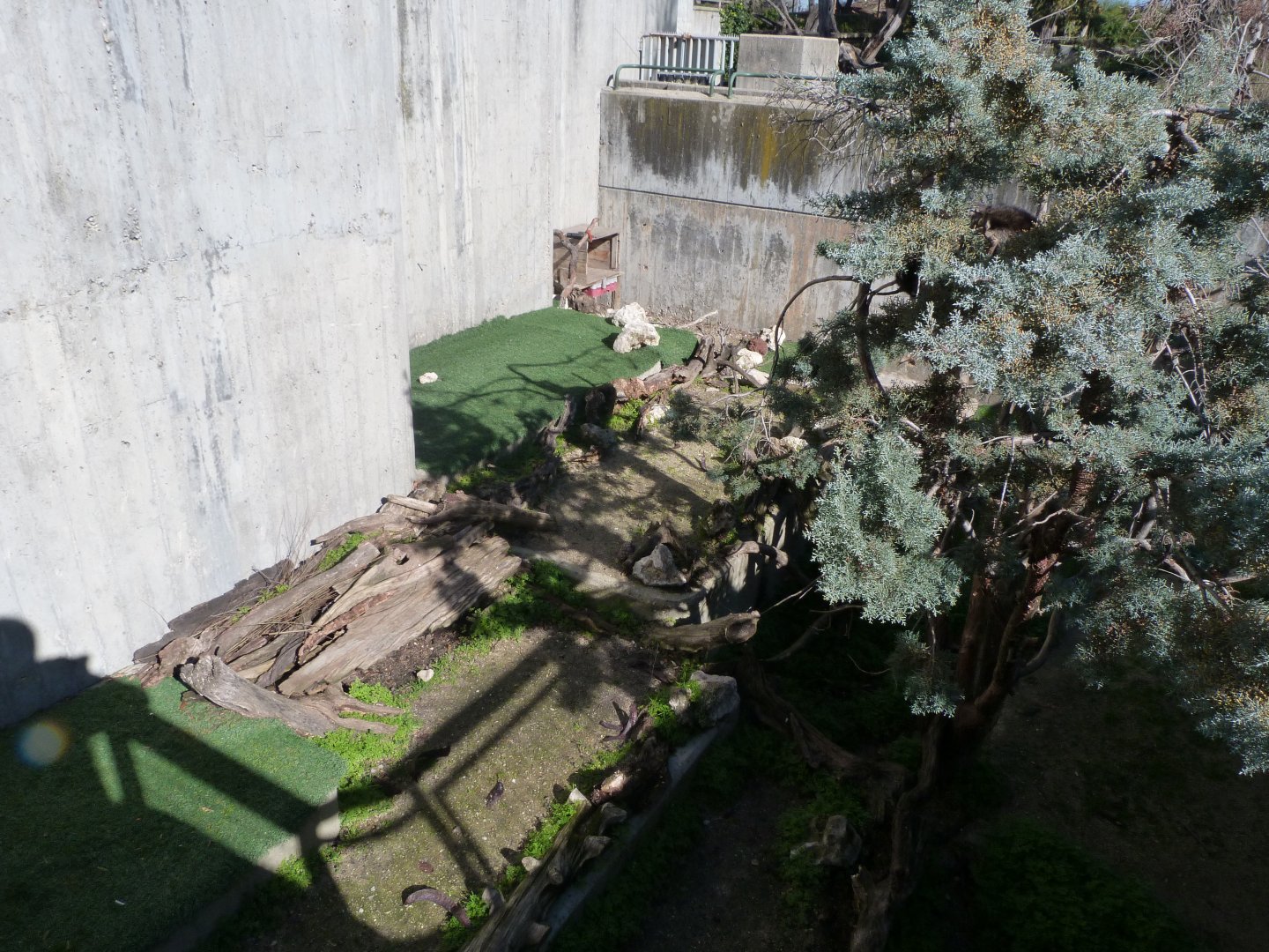 Northern raccoon exhibit -Zoo Aquarium de Madrid (2025)