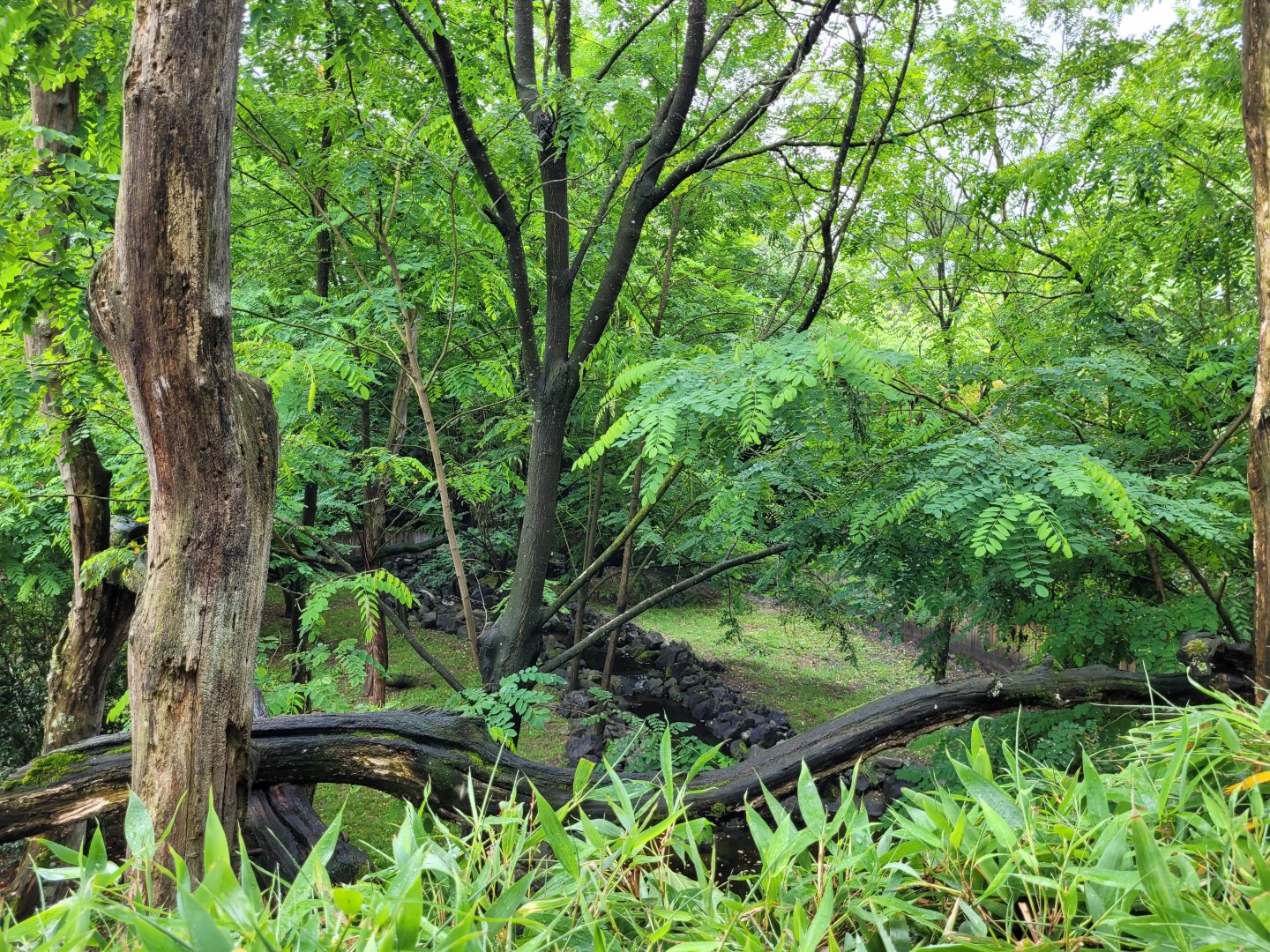 Northern raccoon exhibit -Zoo du bassin d'Arcachon (2024)