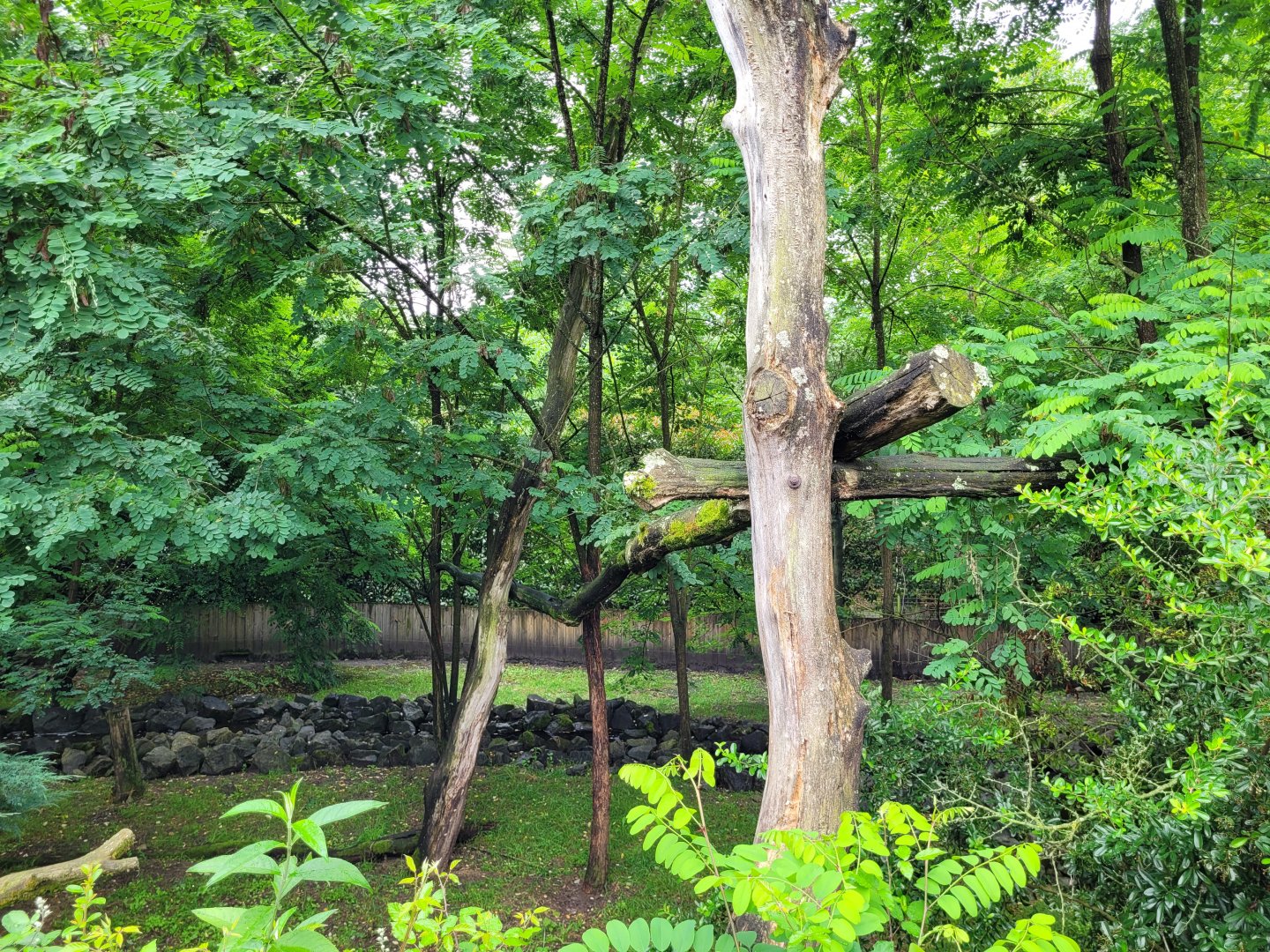 Northern raccoon exhibit -Zoo du bassin d'Arcachon (2024)