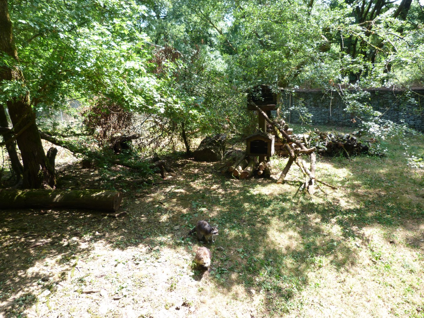 Northern raccoon exhibit -Zoodyssée (2025)