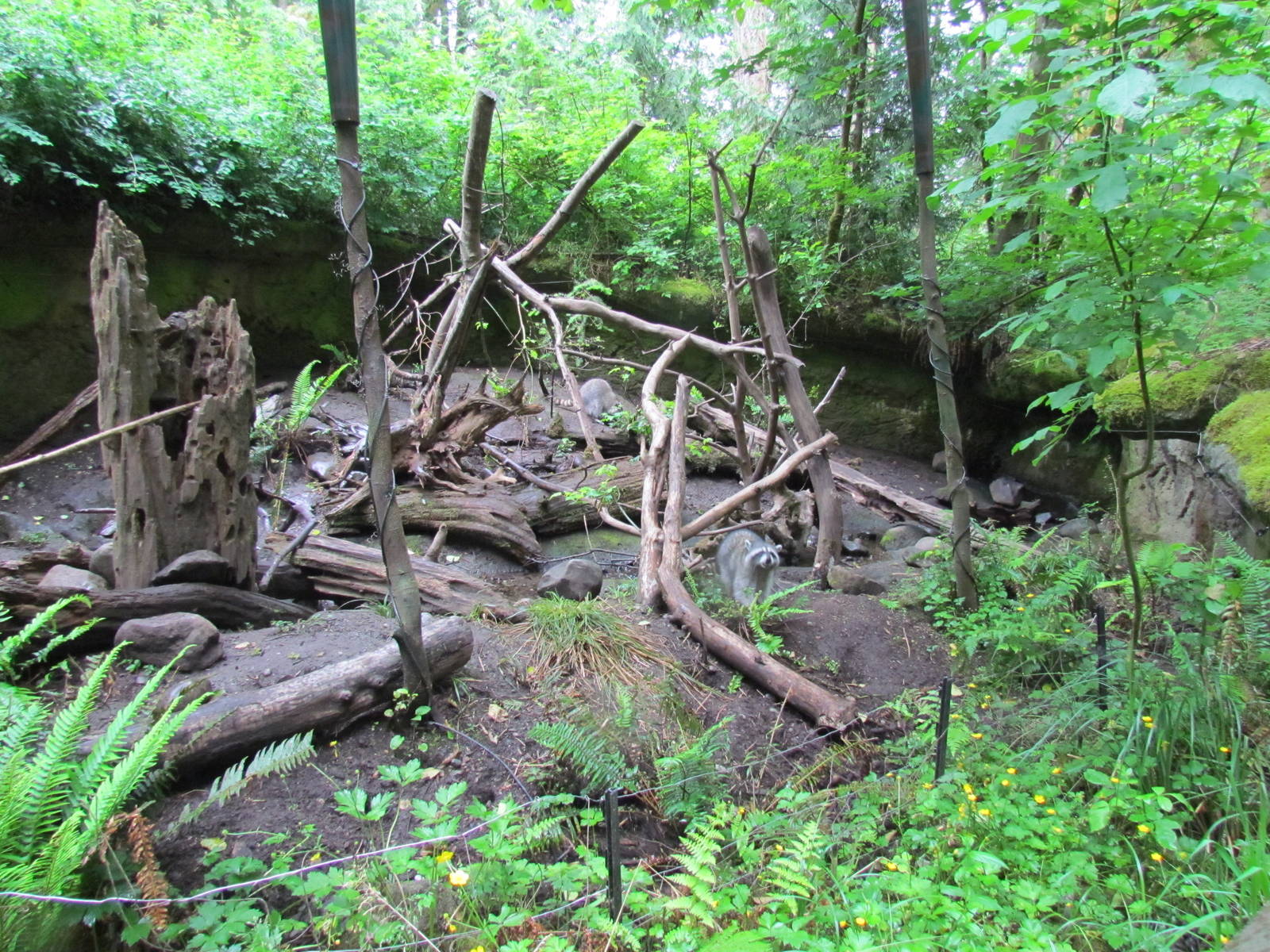 Northern Raccoon Exhibit