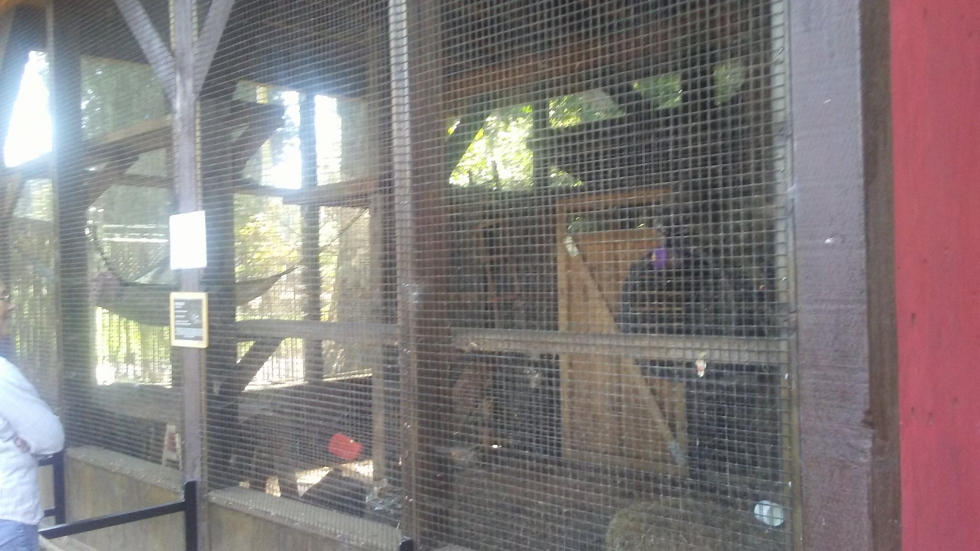 Northern raccoon exhibit