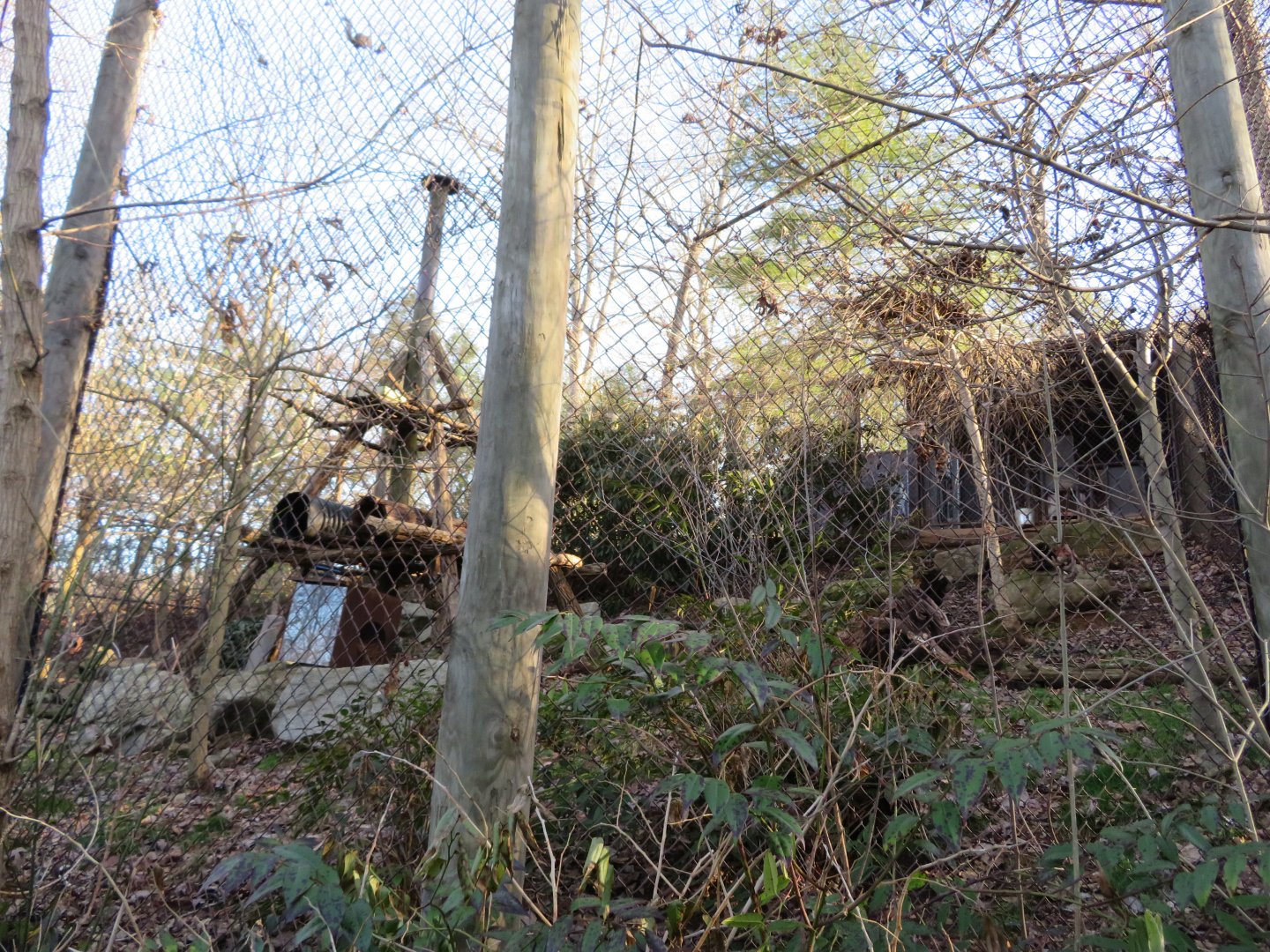 Northern Raccoon Exhibit
