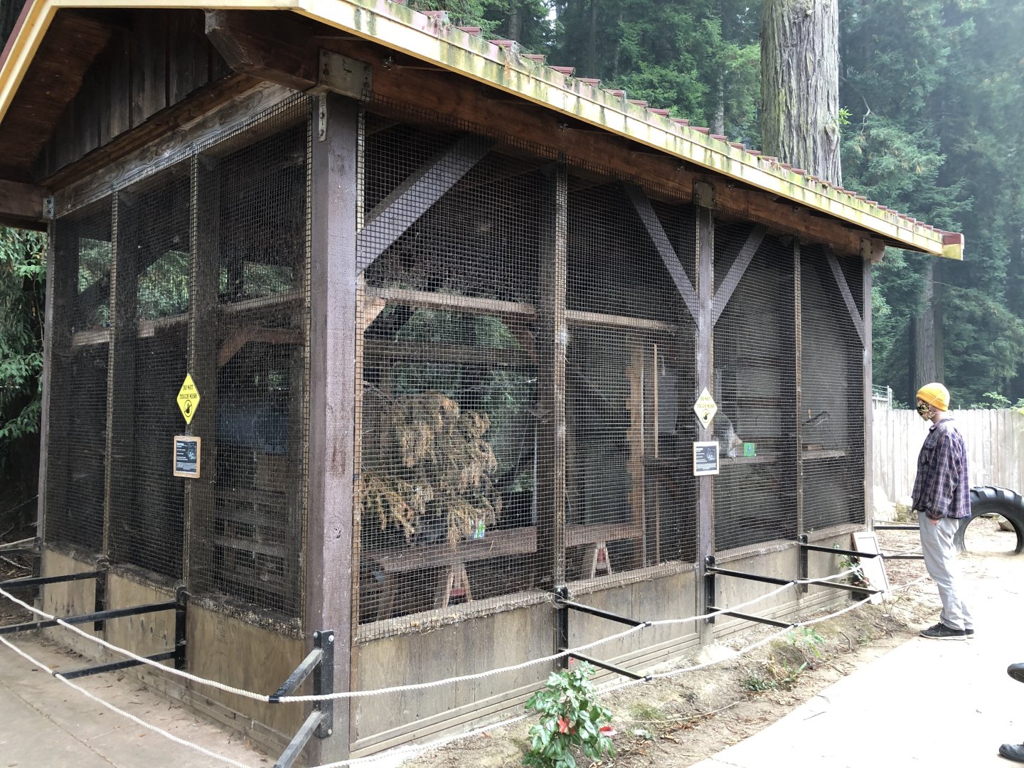 Northern raccoon exhibit