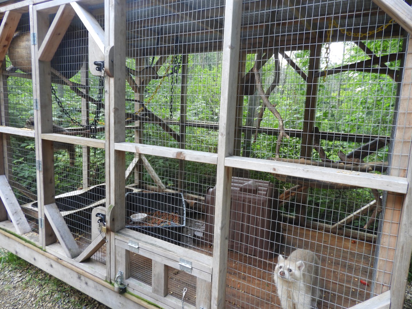 Northern Raccoon exhibit