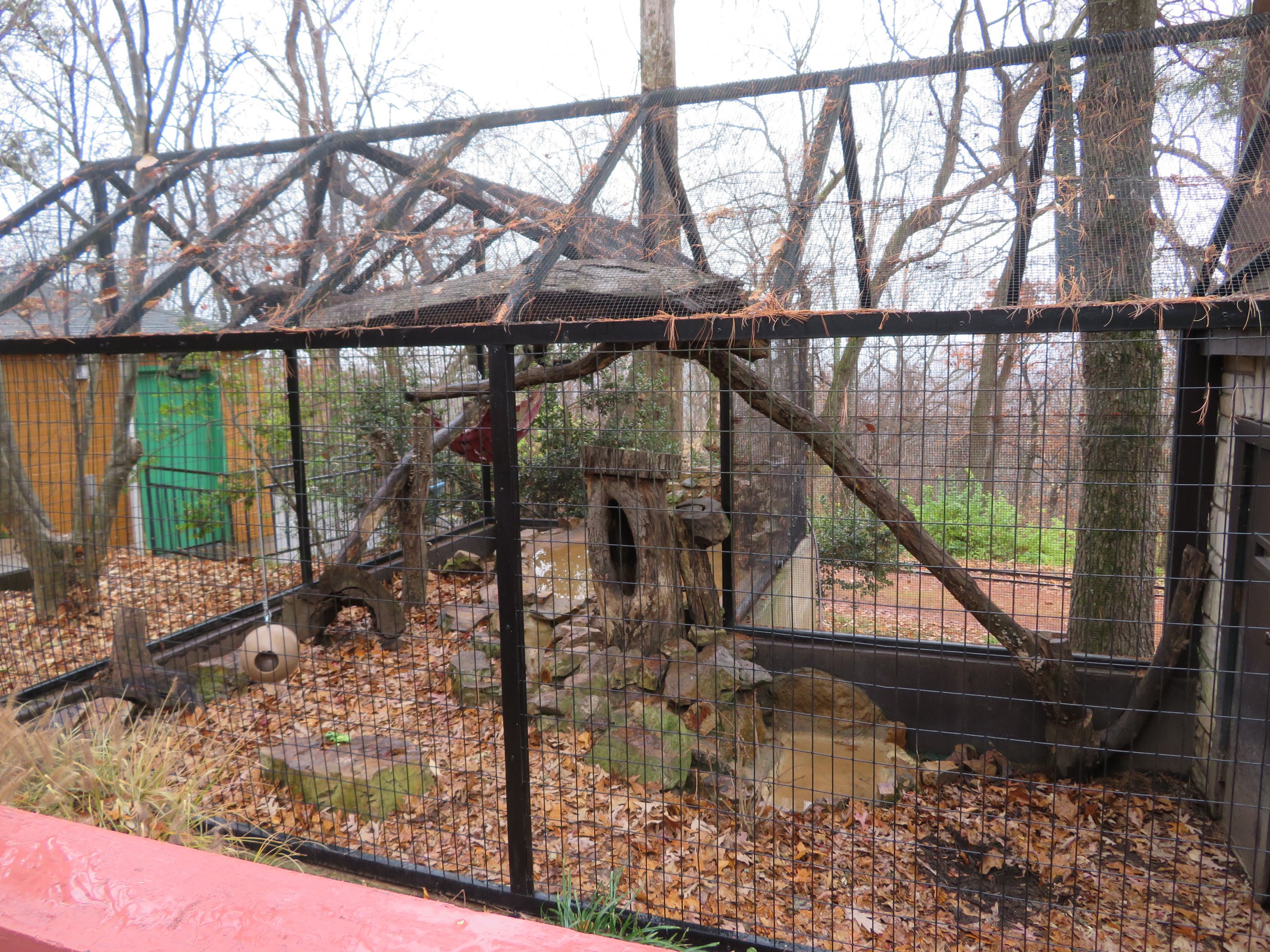 Northern Raccoon Exhibit