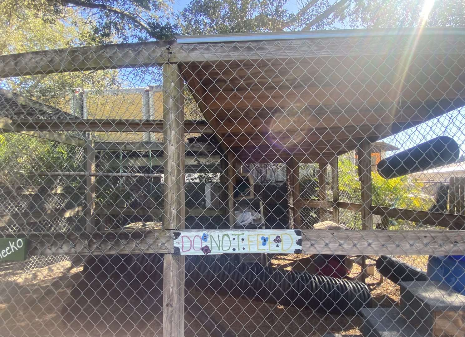 Northern Raccoon Exhibit