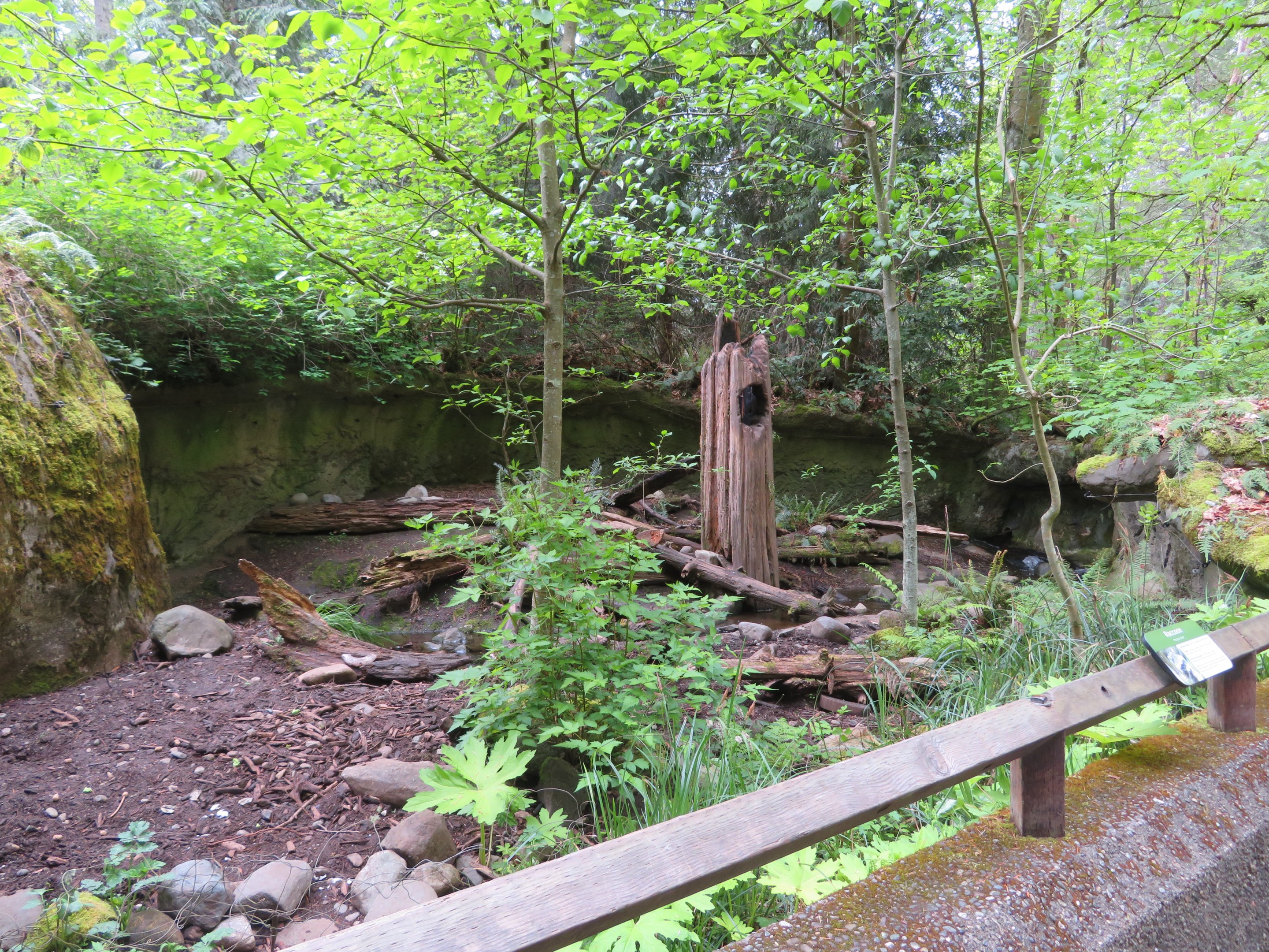 Northern Raccoon Exhibit