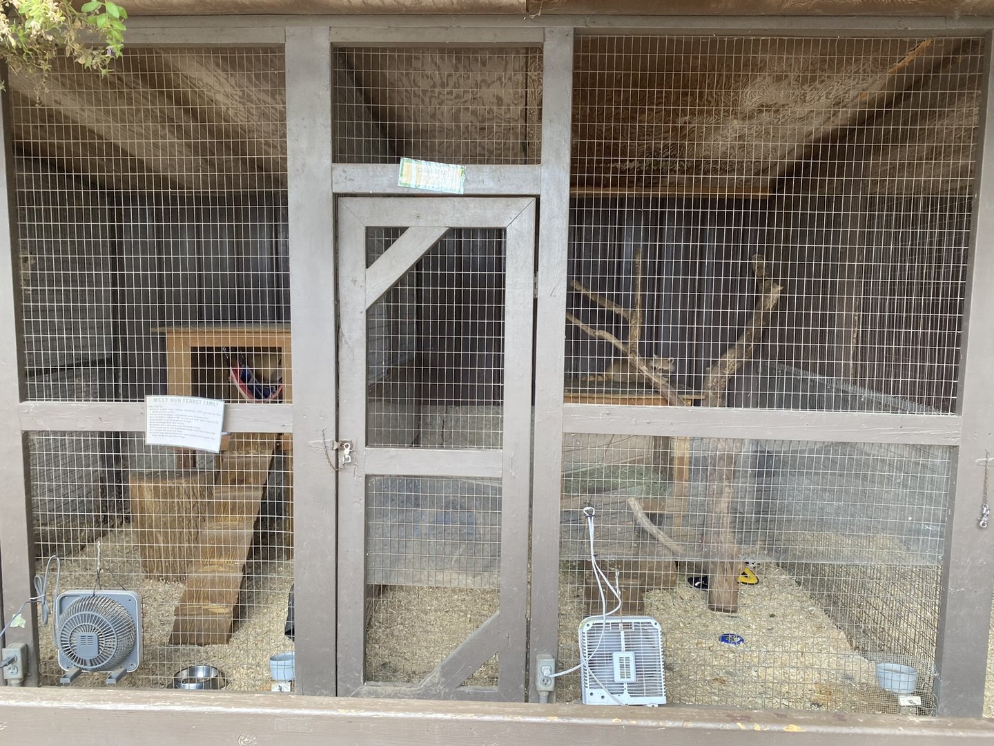 Northern Raccoon Exhibit