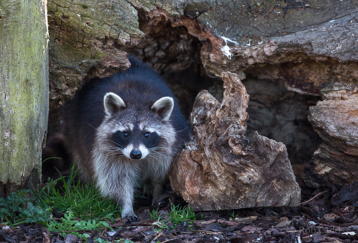 Northern raccoon : Hamerton : 14 May 2017