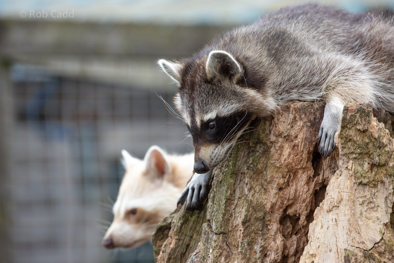 Northern raccoon : Hamerton : 15 Jun 2018