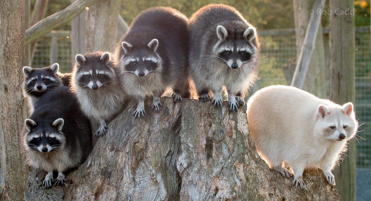 Northern raccoon : Hamerton : 15 Oct 2017