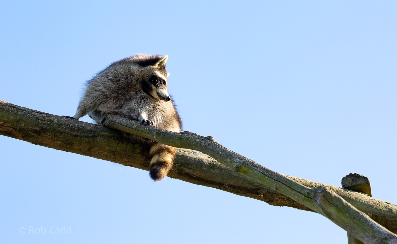 Northern raccoon : Hamerton : 23 Sep 2018