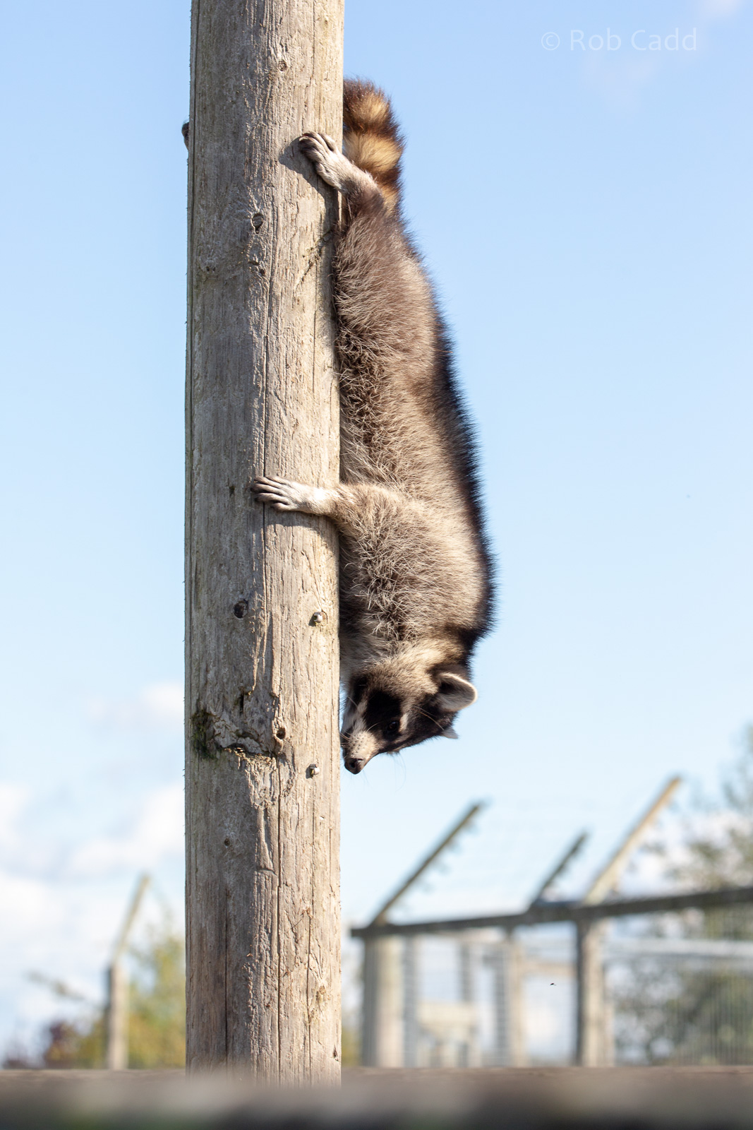 Northern raccoon : Hamerton : 23 Sep 2018